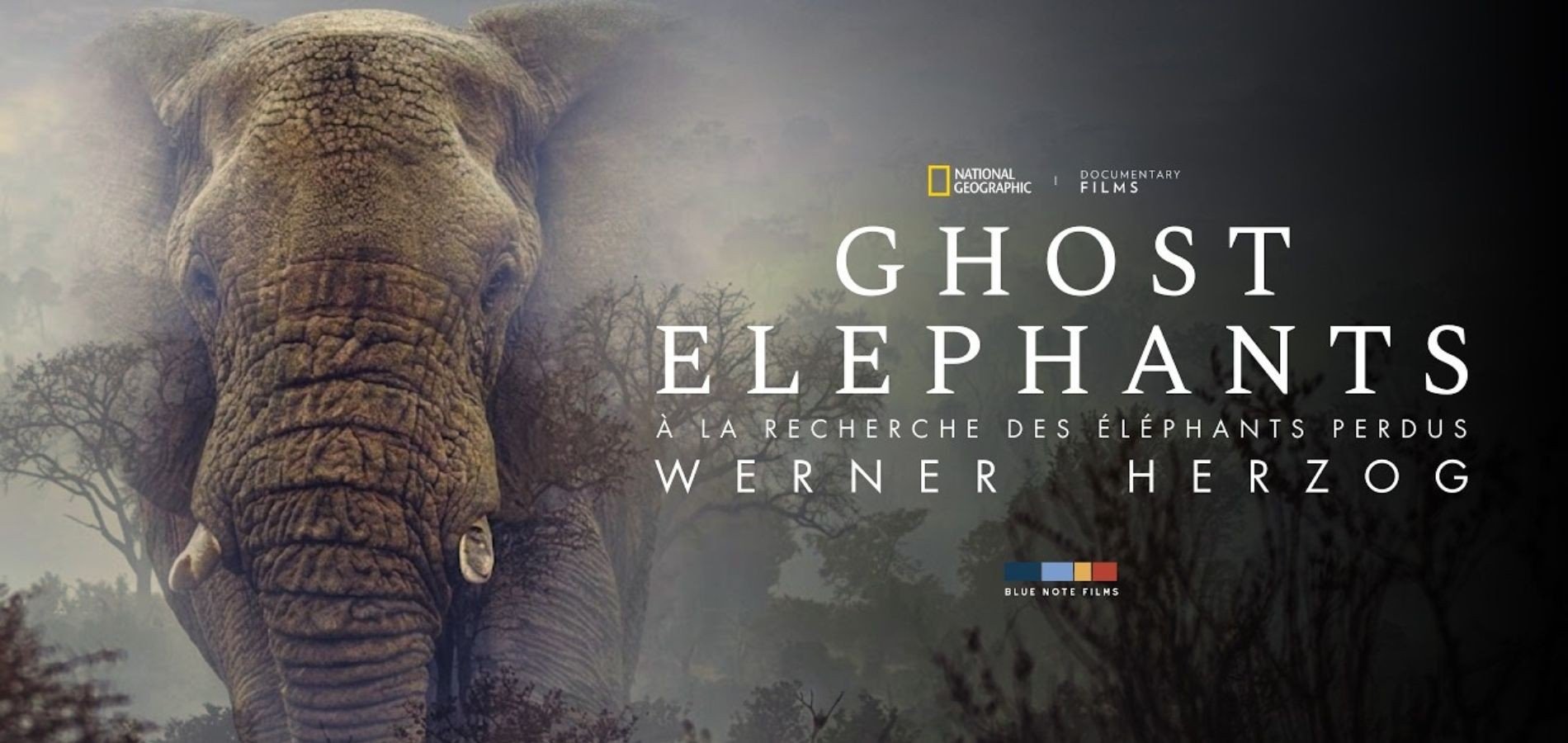 actualité ghost elephant