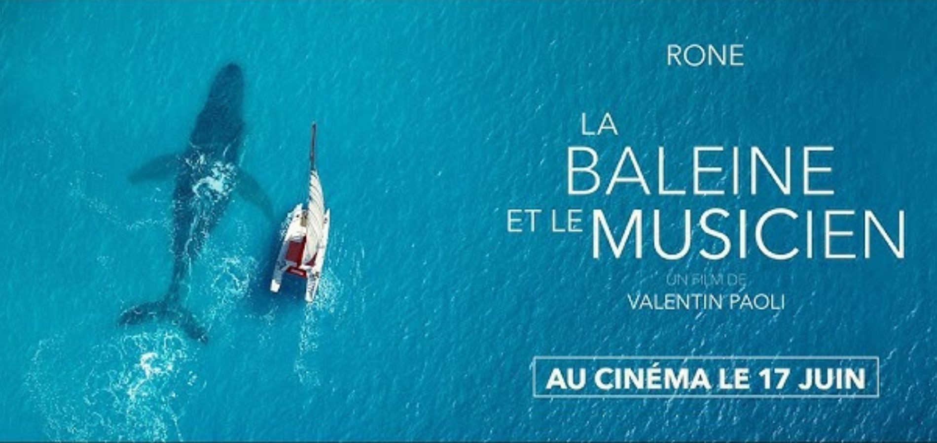 actualité baleine