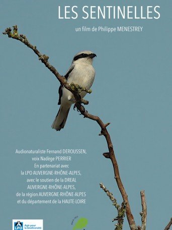 LES SENTINELLES